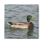 Mallard Duck magnets