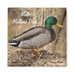 Mallard Duck - Male magnets