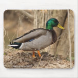 Mallard Duck Mousepad