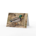 MALLARD DUCK Notecard