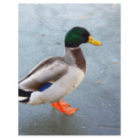 Mallard Duck On Ice flyers