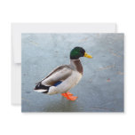 Mallard Duck On Ice invitations