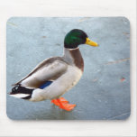 Mallard Duck On Ice mousepads