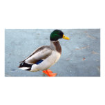 Mallard Duck On Ice photo cards