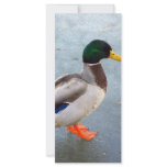 Mallard Duck On Ice rack cards