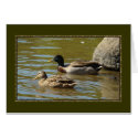 Mallard Duck Pair cards