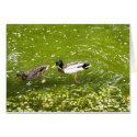 Mallard Duck Pair Card
