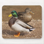 Mallard Duck Pair Mousepad