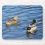 Mallard Duck Pairs Symbolise Love and Commitment