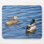 Mallard Duck Pairs Symbolise Love and Commitment mousepads