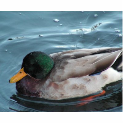 Mallard Duck Photo Sculpture by LenPhoto