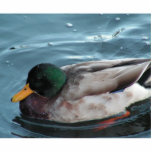Mallard Duck Photo Sculpture photo sculptures