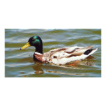 Mallard Duck photo cards
