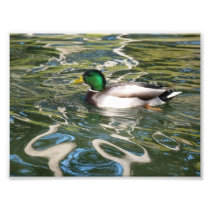 Mallard Duck Photo Art