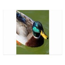 Mallard Duck Post Card