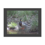 Mallard Duck Postcard