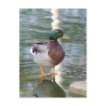 Mallard Duck postcards