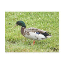 Mallard duck