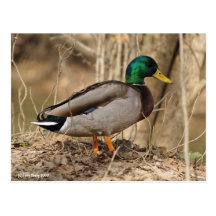 MALLARD DUCK Postcard