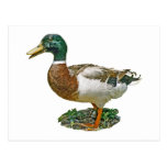Mallard Duck Postcard