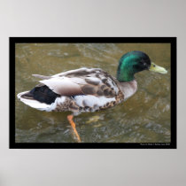 Mallard Duck Poster