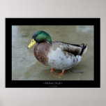 Mallard Duck posters