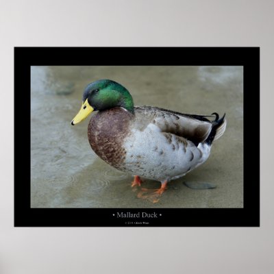 Mallard Duck Print by kmwatts