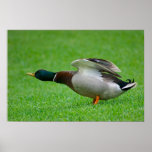 Mallard Duck Poster