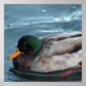 Mallard Duck Poster posters
