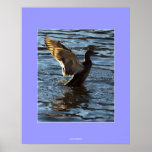 Mallard Duck  Posters