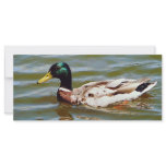 Mallard Duck rack cards