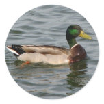 Mallard Duck stickers