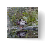Mallard Duck Watercolor buttons
