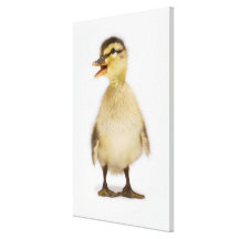 Mallard duckling (Anas platyrhynchos) Gallery Wrapped Canvas