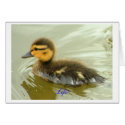 Mallard Duckling Solo cards