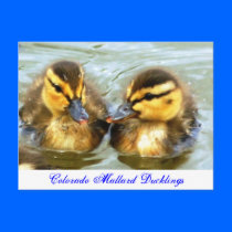 Mallard Ducklings postcards