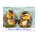 Mallard Ducklings postcards