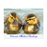 Mallard Ducklings postcards