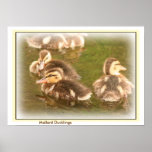 Mallard Ducklings Poster posters