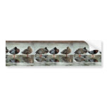 Mallard Ducks bumper stickers