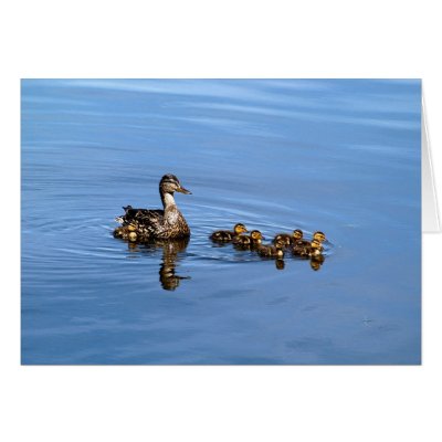 Mallard ducks greeting card by sauvey