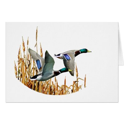 MALLARD DUCKS FLYING CARD by NORTHWOODSWILDLIFE