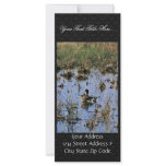 Mallard ducks in a Wetland rack cards