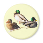 Mallard Ducks magnets