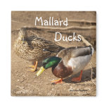 Mallard Ducks Magnet