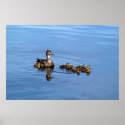 Mallard ducks posters