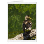 Mallard Female Greeting Card