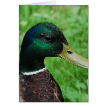 Mallard Greeting Cards