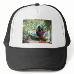 Mallard hats