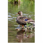 Mallard Hen photo sculptures